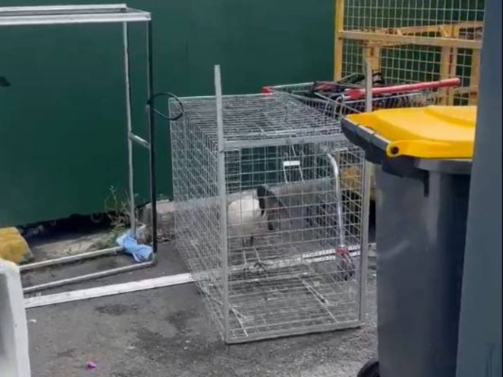 A still from the video showing an ibis in a cage at a bin area beside the Lonestar Tavern in Mermaid Waters.