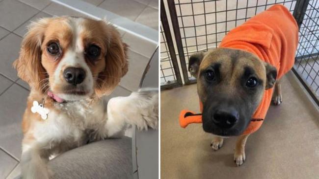 The cutest dogs from across NSW, now vying for the state crown (L-R): Marlie from Lismore and Koda from Macarthur.