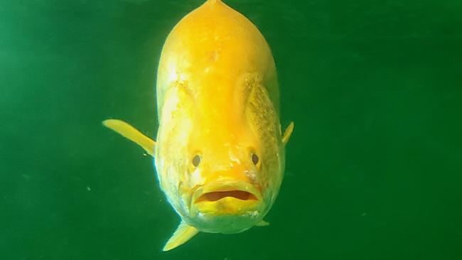 An example of a very rare golden barra. Picture: Mainstream Aquaculture