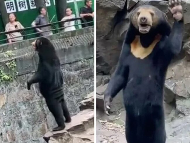 Cruel theory ‘human bear’ standing, waving