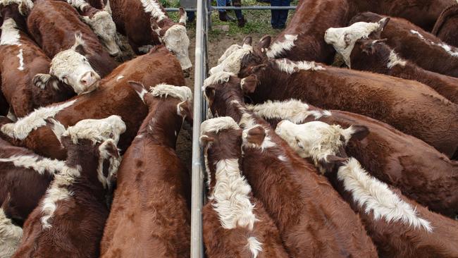 The big wet has pushed cattle price points. Picture: Zoe Phillips