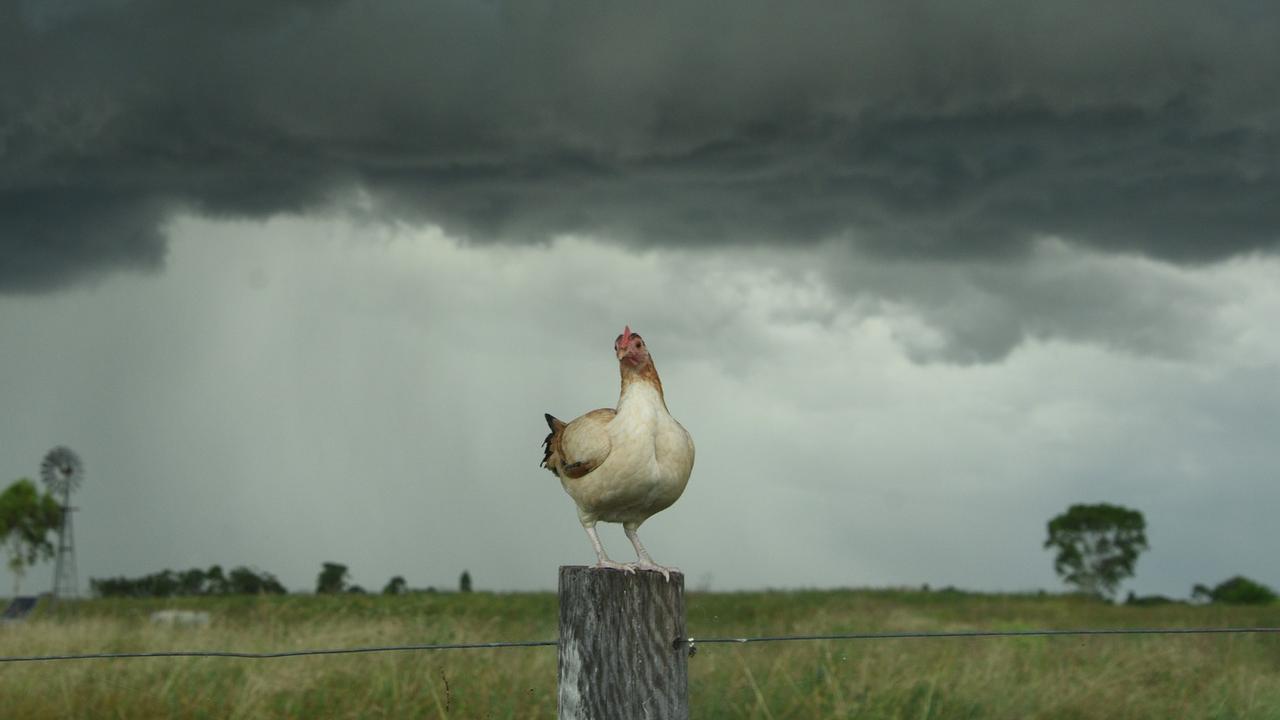 Storm Chicken has taken the internet by storm for its fearless posing in the face of storm clouds. Picture: Life of Chicken