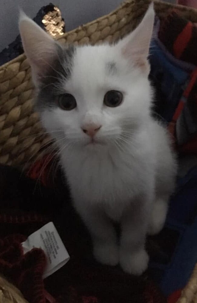 This is blue, he's very affectionate, loving and hormonal. Picture: Layla Be. Coolest Cat photo competition. Quest Community News and Courier Mail SEA