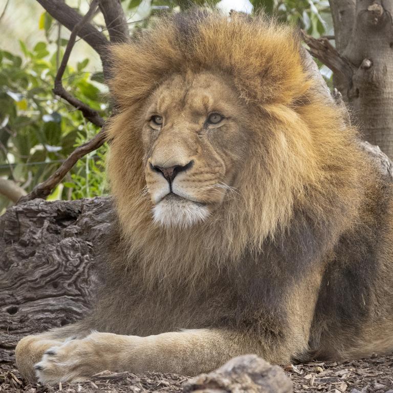 At almost 90 kilograms each, Jango and Mwezi are still just half the size of their dad Sheru who weighs 180 kilograms. Picture: Jo Howell