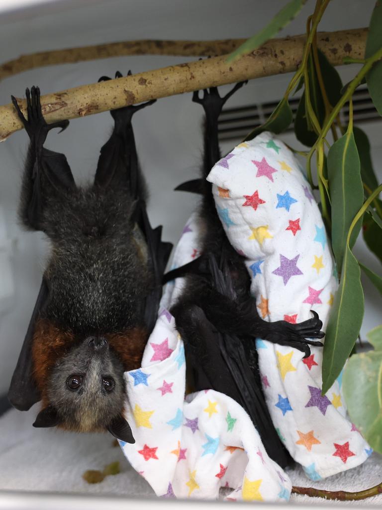 The Daily Telegraph 9.3.2025 Associate Veterinarian Dr Chantal Whitten operates on a Flying Fox that was trapped in barbed wire. Byron Bay Wildlife Hospital is back open and treating Australian Wildlife that have been rescued in the floods after Cyclone Alfred.  Picture: Rohan Kelly