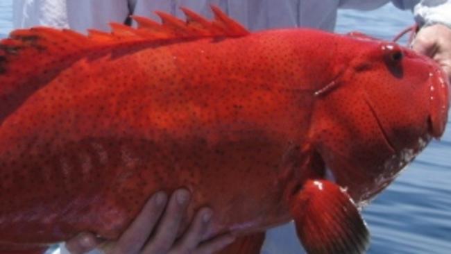 Matt Denzin with a ripper coral trout caught off Cairns.