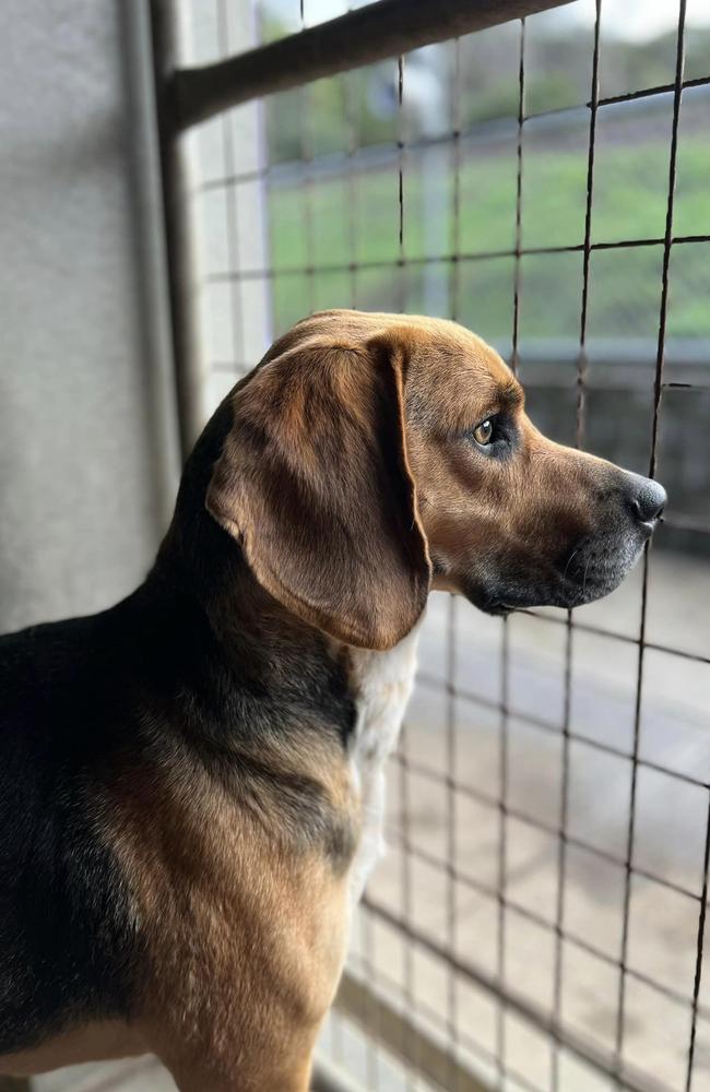 Murray the hound cross who spent 190 days at the Dogs' Home of Tasmania. Picture: Dogs' Home of Tasmania