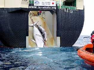 ACTION TAKEN: The Federal Govt will start legal action against Japanese ‘scientific whaling’ in the International Court of Justice in The Hague.