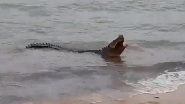 Croc vs turtle at Cardwell