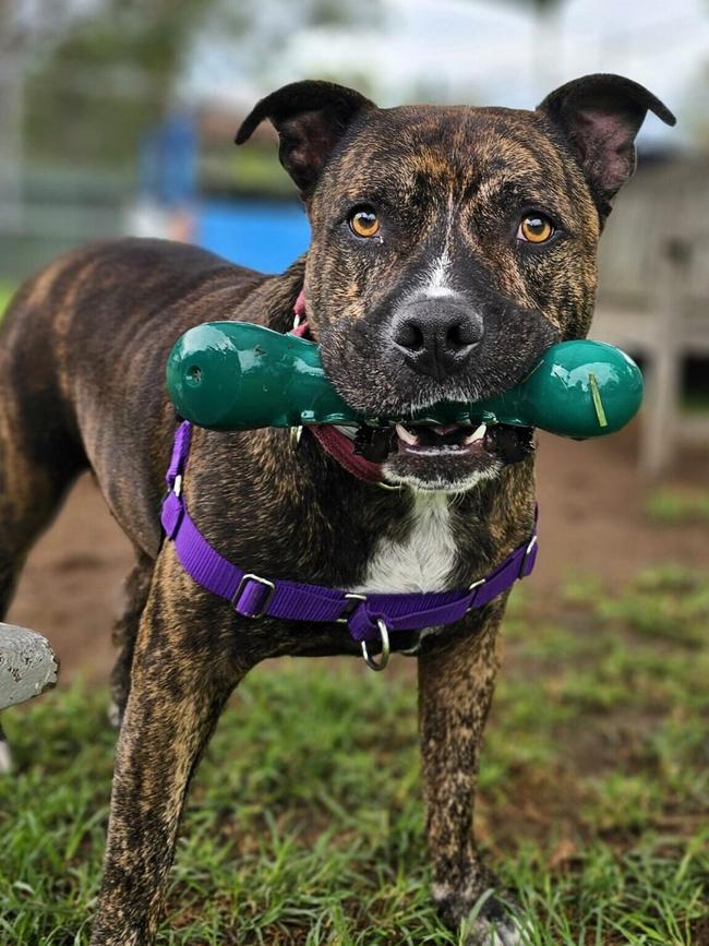 Marlo, the American Staffordshire. Picture: Supplied