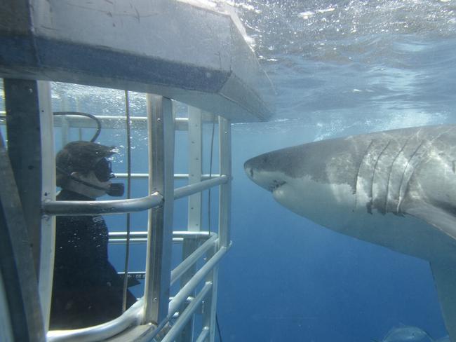 Great White Shark Cage Diving,with Adventure Bay Charters, South Australia.credit: Tourism SAescape14 february 2021savvy