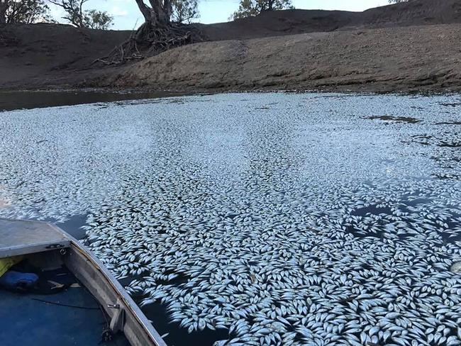 The NRC review was ordered after hundreds of thousands of dead fish were found in the Darling river in Menindee. Picture: Robert Gregory/AFP