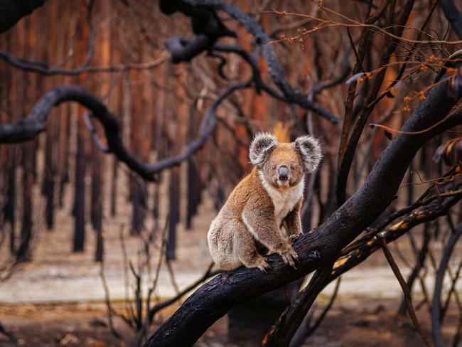 TWAM-20191207 EMBARGO FOR TWAM 7 DEC 2019NO REUSE WITHOUT PERMISSION FEE APPLIESKoala after the fires on Kangaroo Island Pic : Julie Fletcher