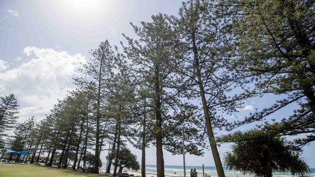 Pine trees at Burleigh Heads and Justins Park. Picture: Jerad Williams