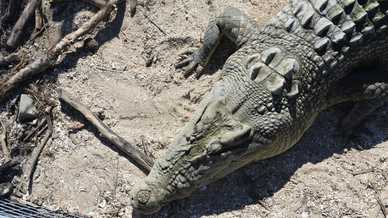 Wild crocodile egg harvest on Cape York to help Queensland Indigenous  community - ABC News