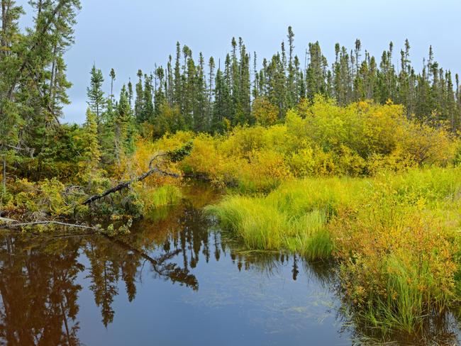 A wetland in the boreal forest on Gillam Road in Manitoba, Canada. Picture: Alamy