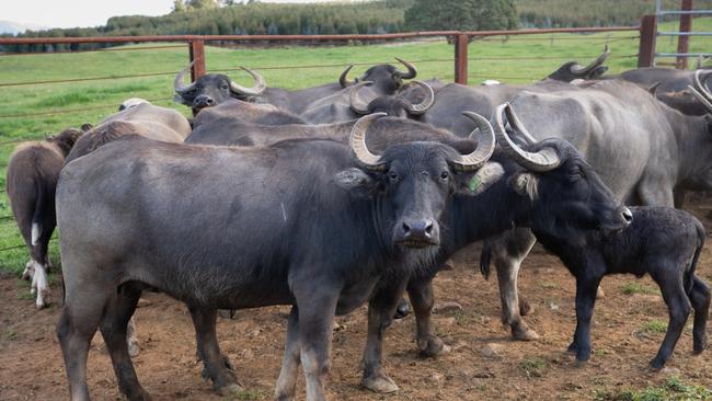 Versatile herd: Buffaloes are used for meat and milk. Picture: Grant Wells