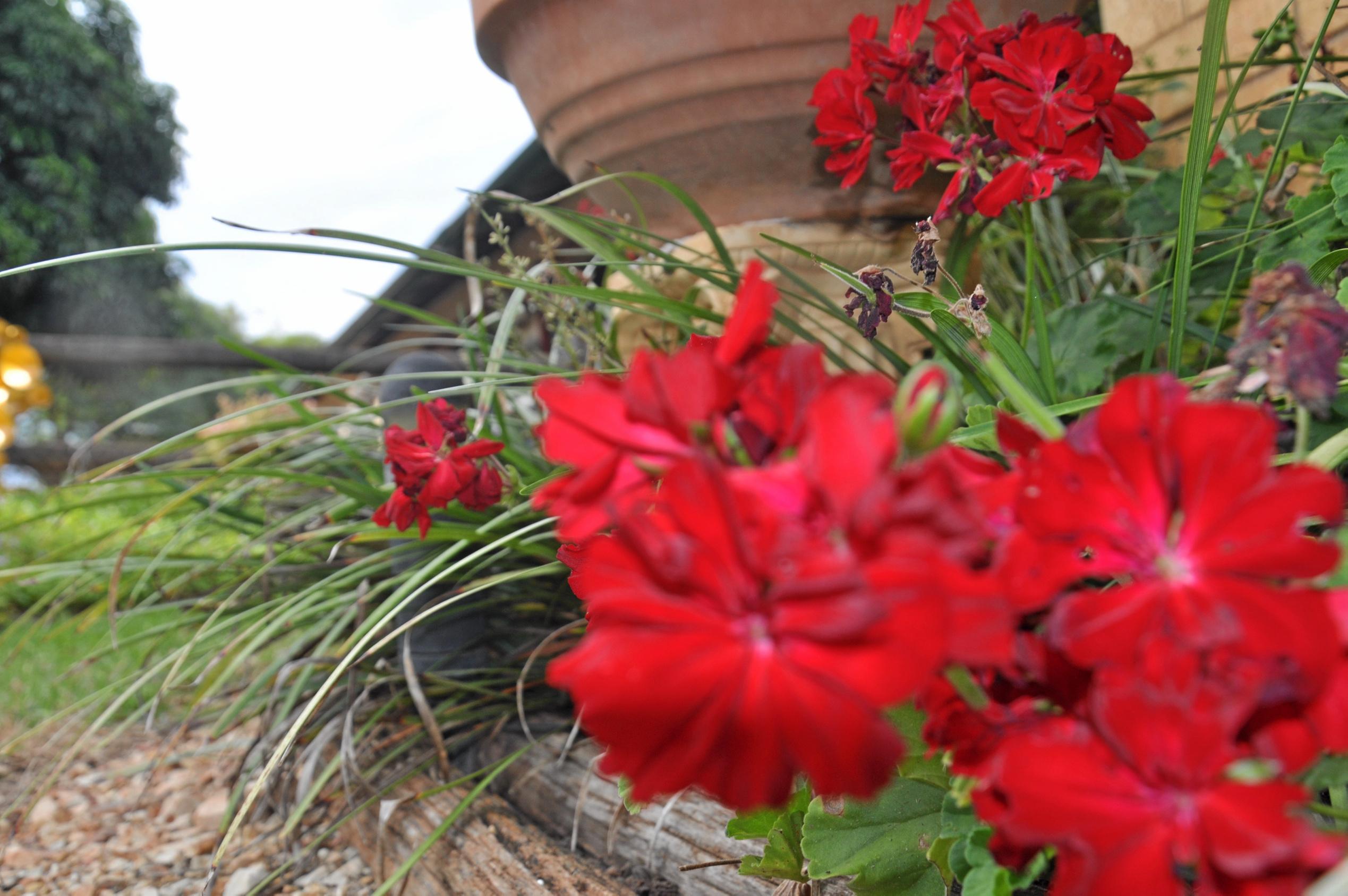 Monto Garden Club visits Roy and Bev Marbach's property. Picture: Mackenzie Colahan