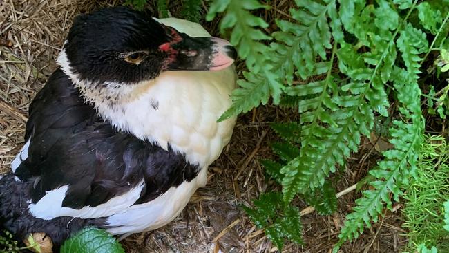 Duck looking unwell at Narrabeen Lagoon. Picture: Supplied.