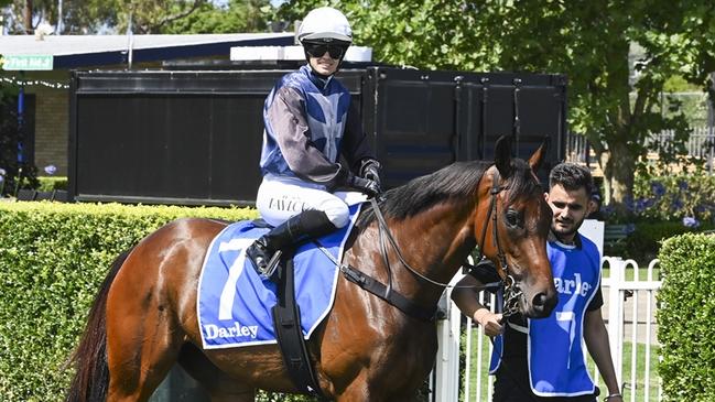 The Jason Coyle-trained Not That Easy has a terrific winning chance at Wyong on Tuesday. Picture: Bradley Photos