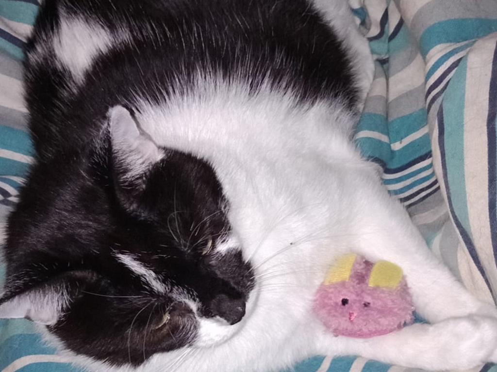 Ms Tammy cat with her catnip toy. Picture: Ben Whiteway. Coolest Cat photo competition. Quest Community News and Courier Mail WRH