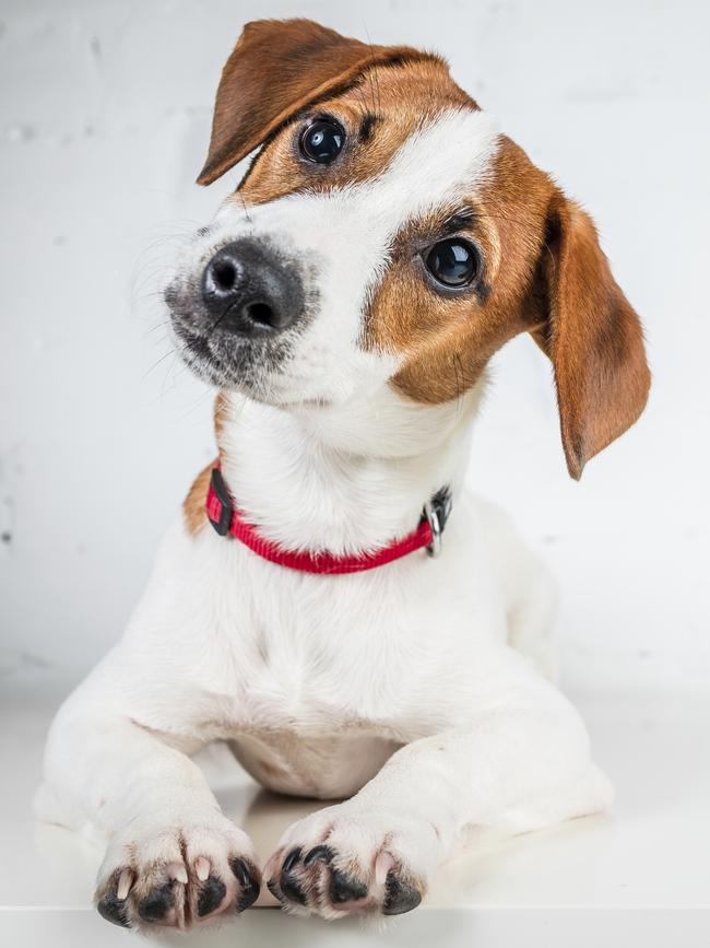 Jack Russell, aka the 7kg hurricane.