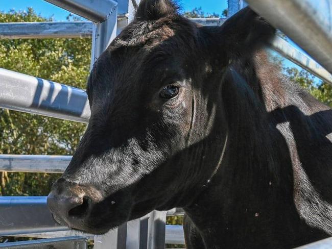 A bull broke through a fence to made a late-night escape from a Sydney school and is being sought after by authorities.The year-old black steer broke through a stock-proof fence late at Saint Ignatius’ College Riverview on Tuesday night and was still on the run on Thursday morning. 