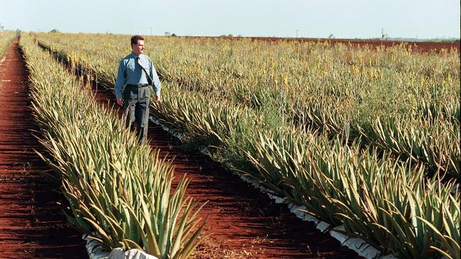 Graham Moulden, general manager of 'Hi-Tech' Aloe Vera Bundaberg , pictured among the plants growing in Bundaberg in 1997.