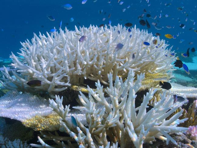 Image of bleached coral from David Attenborough: A Life on Our Planet.