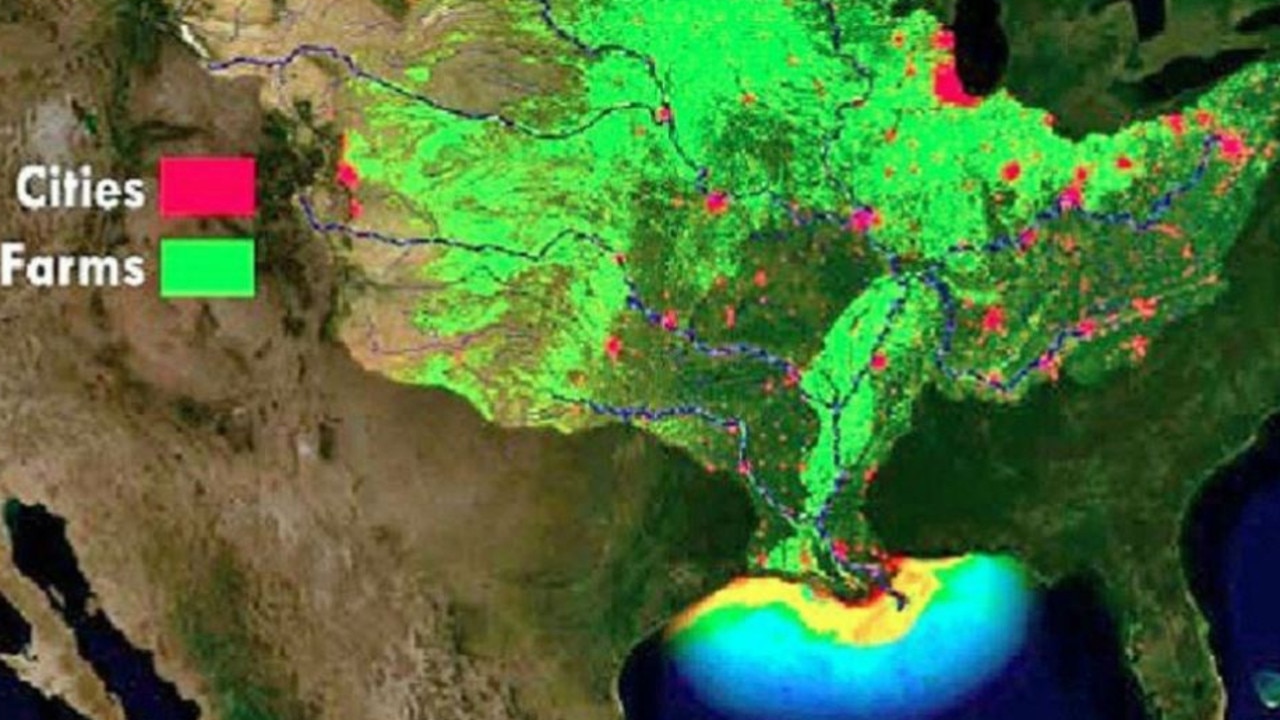 Dead zone: Gulf of Mexico’s hypoxic zone predicted to span 20,000 ...