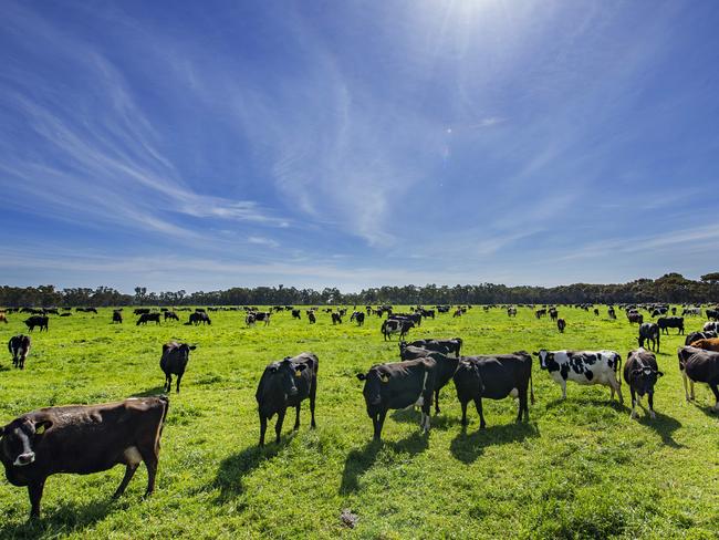 FARM: Bethune Lane dairyPaul & Sally Bethune run Bethune Lane Dairy, a large dairy that is now value adding its milk into a range of products including cheeses, milk and yoghurt.Pictured: Generic dairy cows on farm at Lake Boga.PHOTOGRAPHER: ZOE PHILLIPS