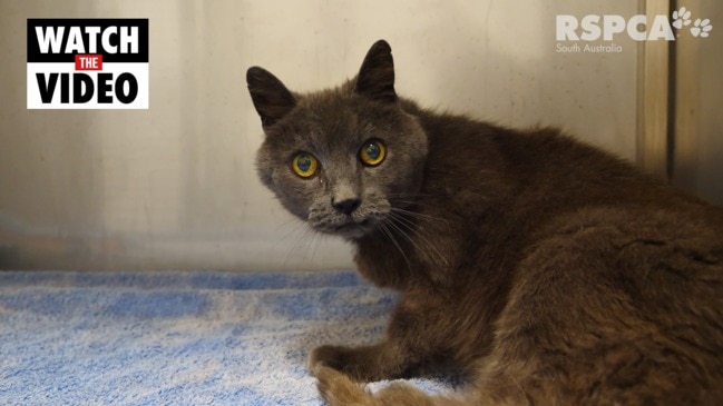 Cat found dumped on the side of the road