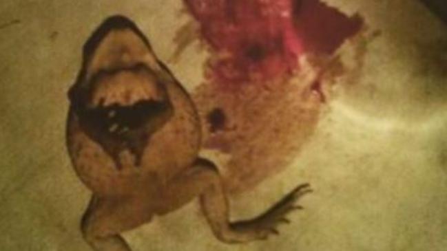 A photograph from Cruz’s now deleted Instagram account appearing to show a dead frog and a bloodstain.