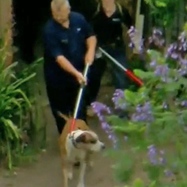 Dogs seized after mauling man to death. Picture 9 News