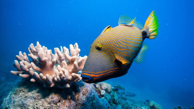 Trigger fish are among the sea creatures being blamed for a series of attacks on swimmers at Bulcock Beach in Caloundra. Picture: istock