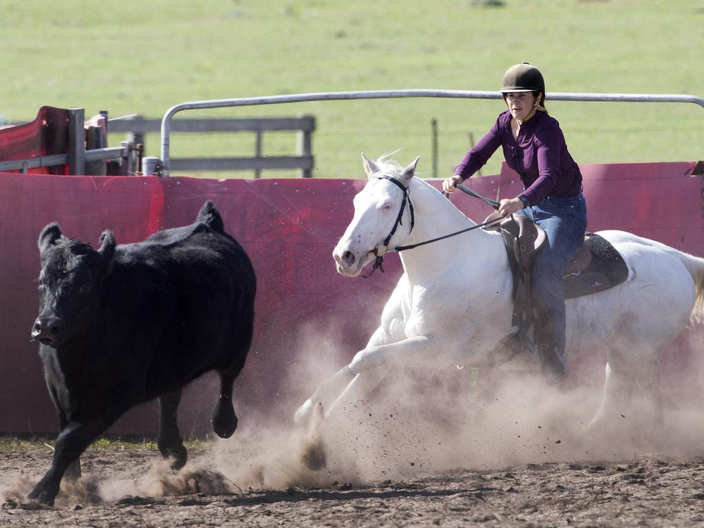 Amanda Wall on LJN’s Easy Looking Cash during the Tasmanian Camp Drafting State Finals at Prowranna. PICTURE CHRIS KIDD. 