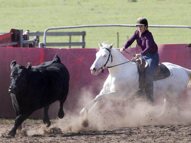Amanda Wall on LJN’s Easy Looking Cash during the Tasmanian Camp Drafting State Finals at Prowranna. PICTURE CHRIS KIDD.