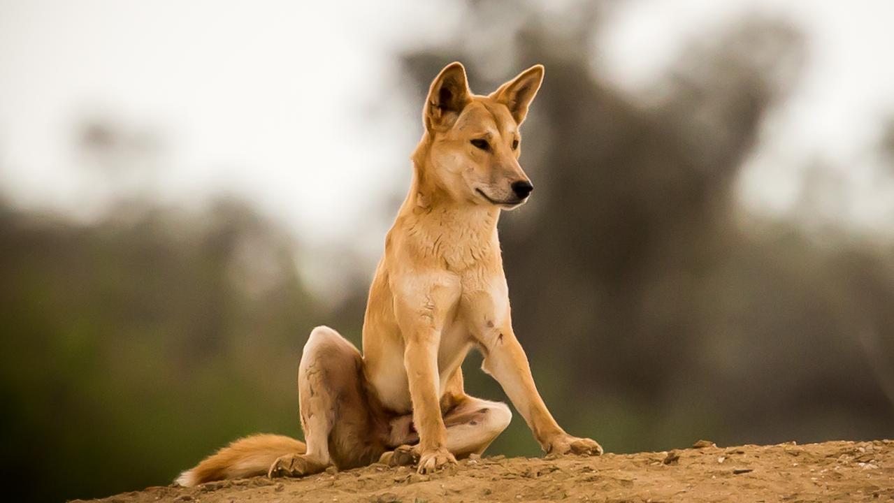 Dingo 'humanely destroyed' after attacks on two children in