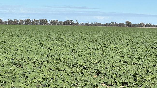 A crop of canola pictured at Berry Jerry in southern NSW. Picture: Nikki Reynolds