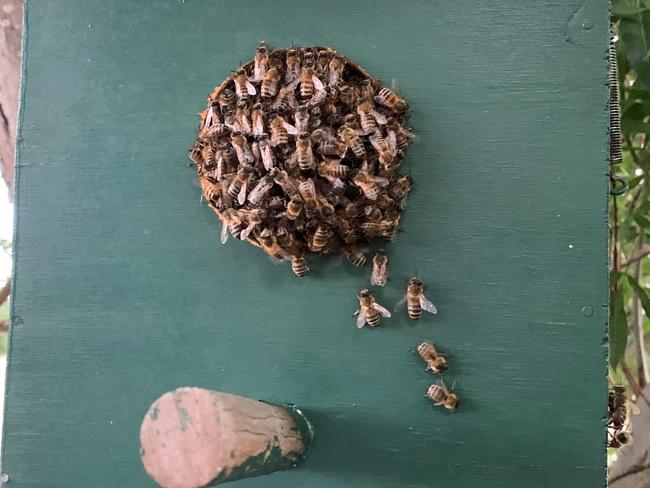 A feral European honeybee hive captured in a nest box. Picture: Adelaide Honey Farms