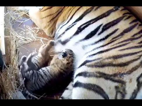 Two female tiger cubs born at Dreamworld, Gold Coast