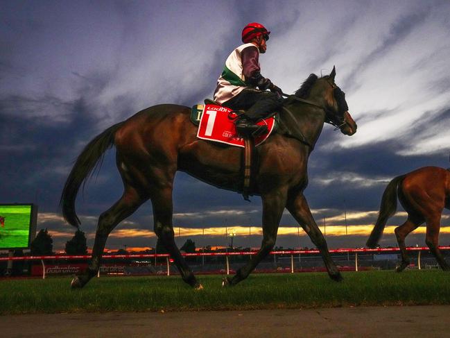 Mr Brightside (NZ) ridden by Craig Williams during Breakfast with the Best trackwork  at Moonee Valley Racecourse on October 22, 2024 in Moonee Ponds, Australia. (Photo by Scott Barbour/Racing Photos via Getty Images)