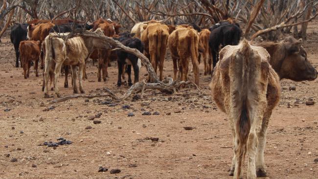 Emaciated cattle on one of the Mid North properties. Picture: RSPCA