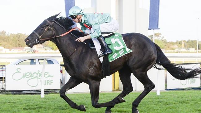 Fugitiva is chasing a fourth win for the campaign when she heads to Hawkesbury. Picture: Bradley Photos