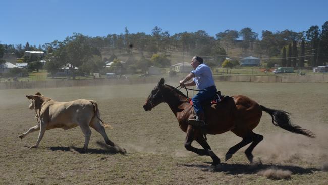 Warren Hockey works hard in the early rounds of the campdraft, 2013. Source: Troy Kippen