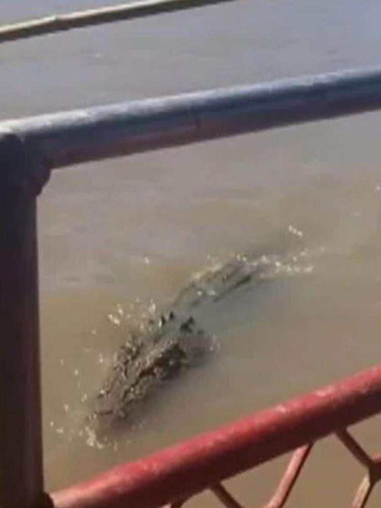 The smaller croc had its leg bitten off in front of a boat full of spectators.