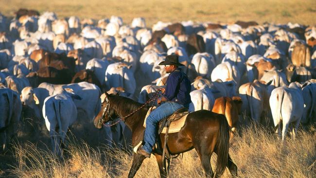 Mustering time on a Stanbroke cattle station. File picture.