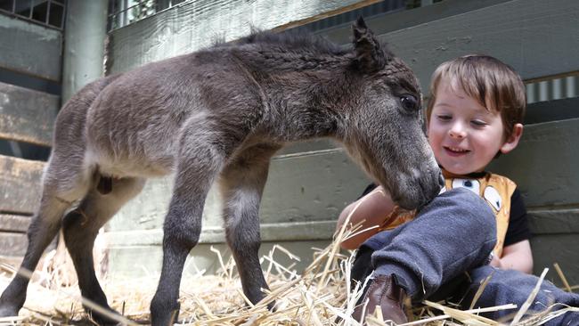 Miniature pony Hercules born at ZooDoo yesterday, getting to know Kurt Smith, 2. Picture: KIM EISZELE