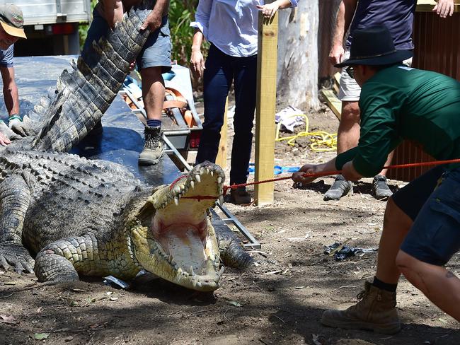 Billabong Sanctuary's new croc Krakatoa arrives to his new home. Picture: Shae Beplate.