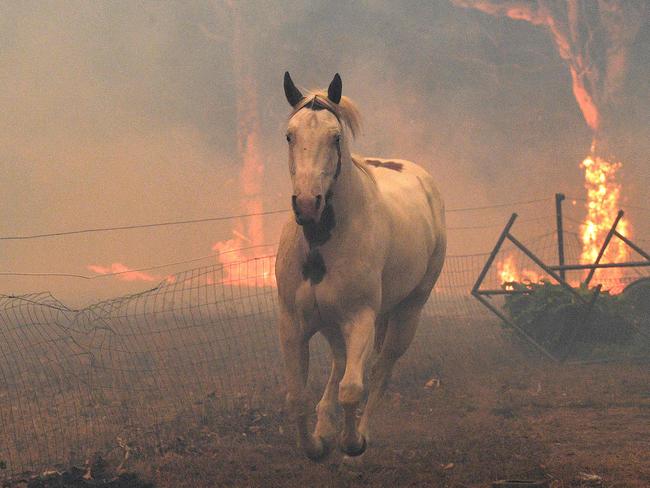 The fires have also had a devastating impact on farm and domestic animals. In this picture taken on December 31, 2019, a horse tries to flee at a residential property near Nowra, NSW. Picture: Saeed Khan/AFP